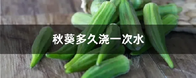 秋葵多久浇一次水
