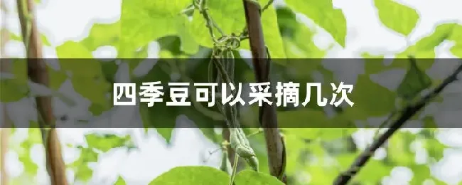 四季豆可以采摘几次