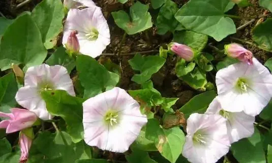 打碗花与牵牛花的区别 打碗花的功效