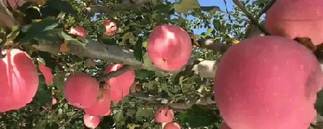 苹果适宜的生长环境种植在哪个温度带好