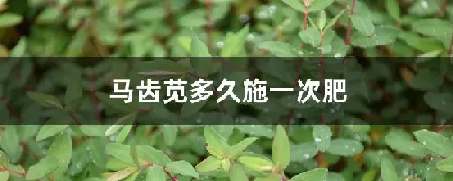 马齿苋多久施一次肥