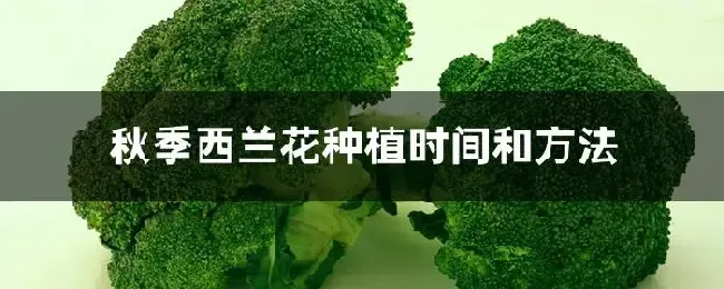 秋季西兰花种植时间和方法