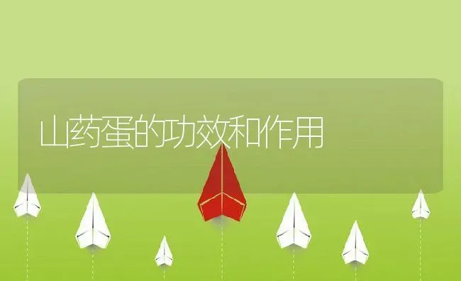 山药蛋的功效和作用 | 养殖资料投稿