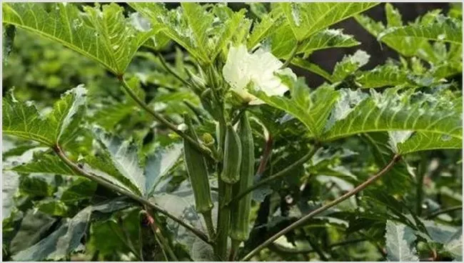 春季种植什么蔬菜效益好赚钱 | 养殖项目前景