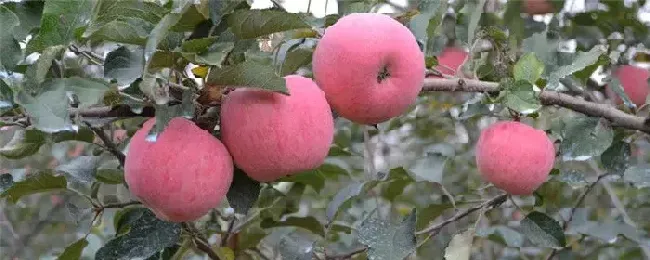 苹果树什么时候剪枝