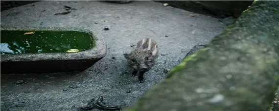 野猪冬天会去喝水吗