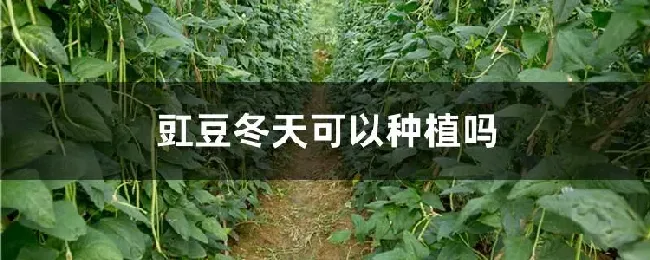 豇豆冬天可以种植吗