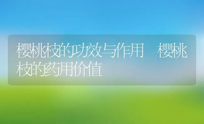 樱桃枝的功效与作用 樱桃枝的药用价值 | 养殖资料投稿