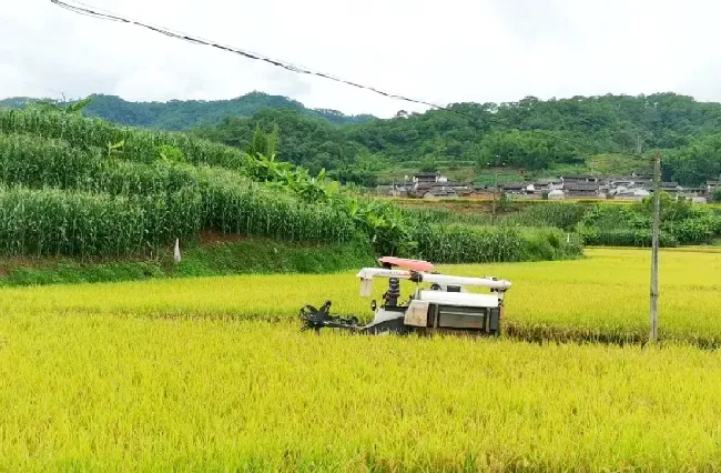 节水抗旱稻旱种旱管配套栽培技术