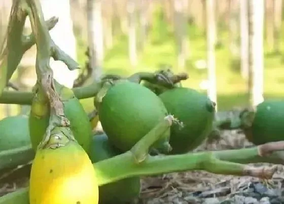 种植前景|种植槟榔赚钱吗 种植一亩的利润