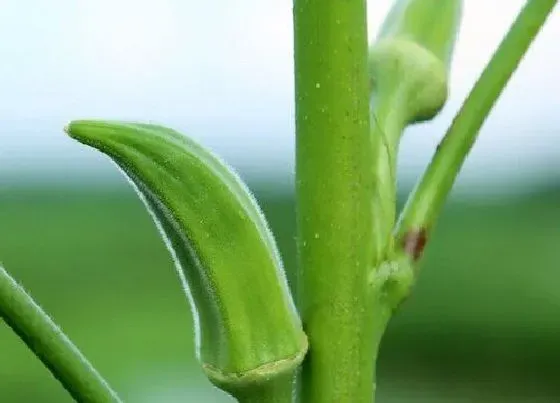 种植前景|水果秋葵亩产量多少斤 一亩地能产多少斤