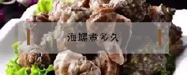 海螺煮多久