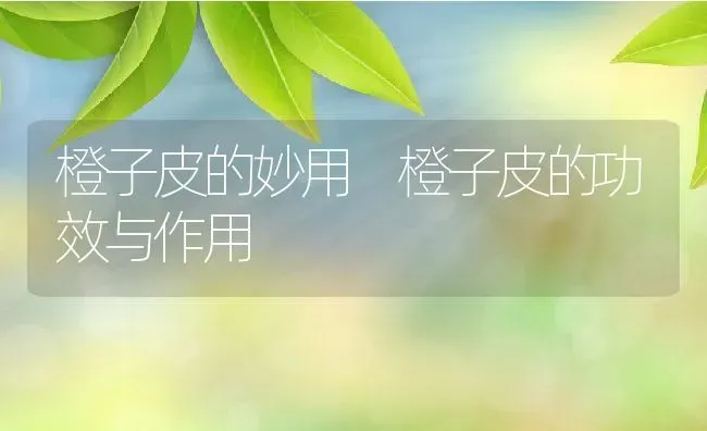 橙子皮的妙用 橙子皮的功效与作用 | 养殖资料投稿