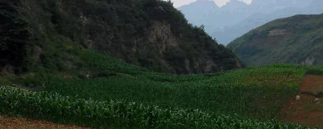 玉米去顶什么时候