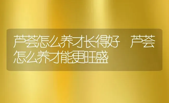 芦荟怎么养才长得好 芦荟怎么养才能更旺盛 | 养殖资料投稿