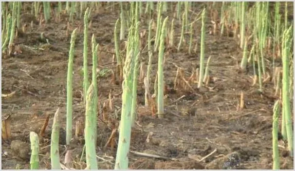 芦笋种植前景怎么样？芦笋种植时间和方法 | 养殖什么赚钱