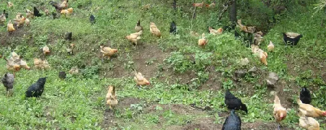 无抗养殖的意义