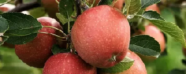 洛川苹果几月份成熟