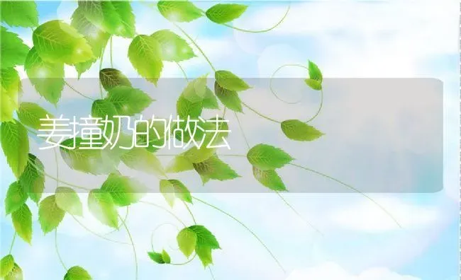 姜撞奶的做法 | 养殖资料投稿