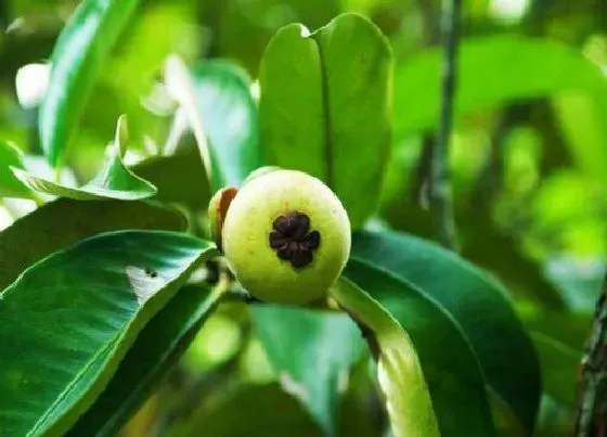 种植前景|山竹北方可以种吗