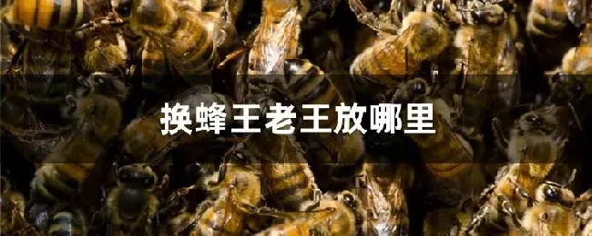 换蜂王老王放哪里