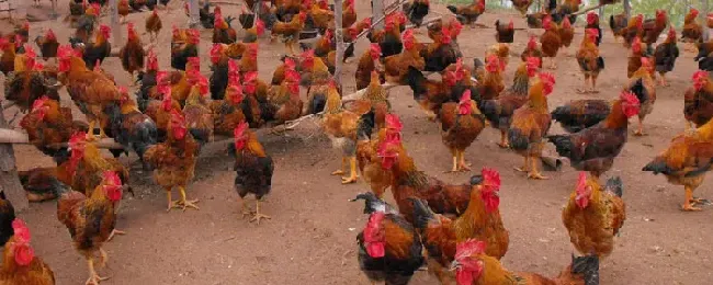 肉鸡好养吗