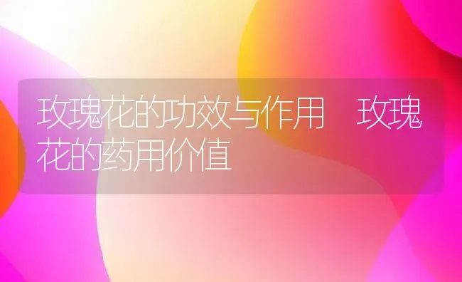 玫瑰花的功效与作用 玫瑰花的药用价值 | 养殖资料投稿