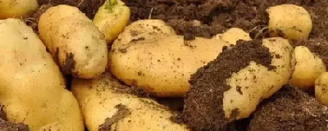 土豆高产高效种植技术土豆种植时间和生长期