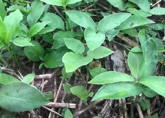 种植前景|种植半夏赚钱吗 一亩地大概利润多少