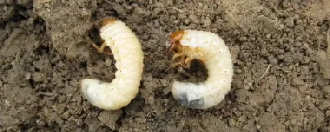 专杀地下害虫的农药杀虫双农药打什么虫