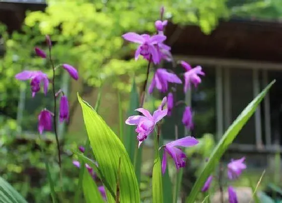 种植前景|白芨种植条件和环境要求