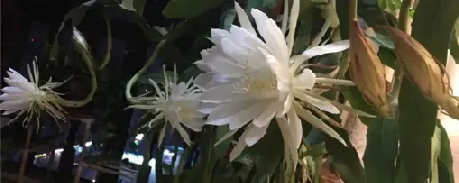 昙花怎么施肥