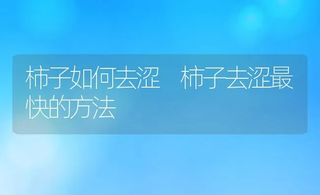 柿子如何去涩 柿子去涩最快的方法 | 养殖资料投稿