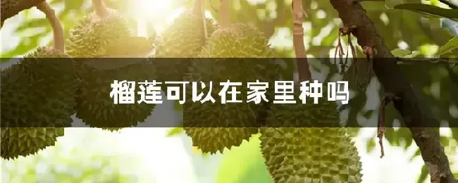 榴莲可以在家里种吗