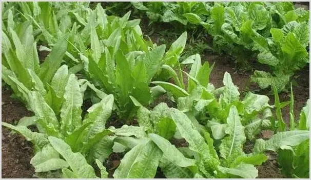 2020农村种植什么蔬菜有前景赚钱 | 养殖什么赚钱