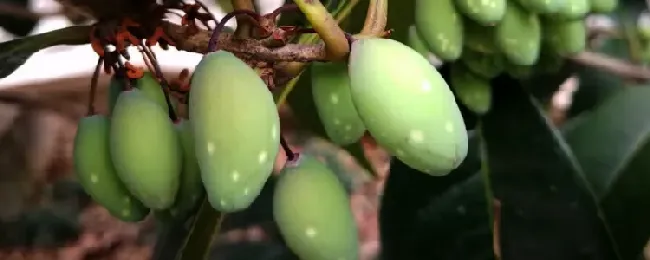 桂花果可不可以生吃？