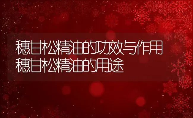 穗甘松精油的功效与作用 穗甘松精油的用途 | 养殖资料投稿