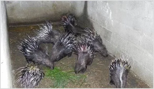 成年豪猪多少钱一斤？养殖豪猪赚钱吗？ | 养殖项目前景