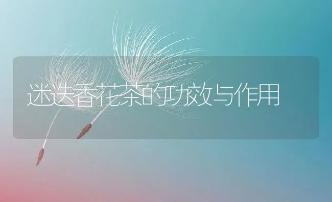 迷迭香花茶的功效与作用 | 养殖资料投稿