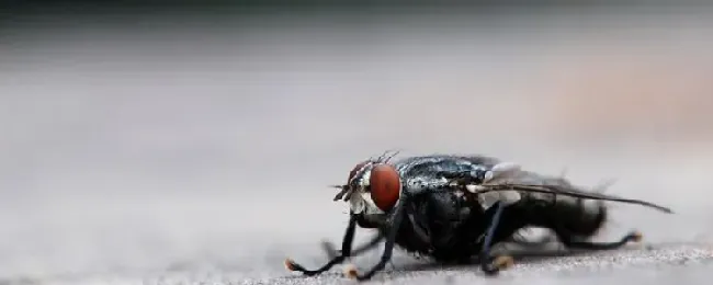 什么颜色和味道会让苍蝇害怕？