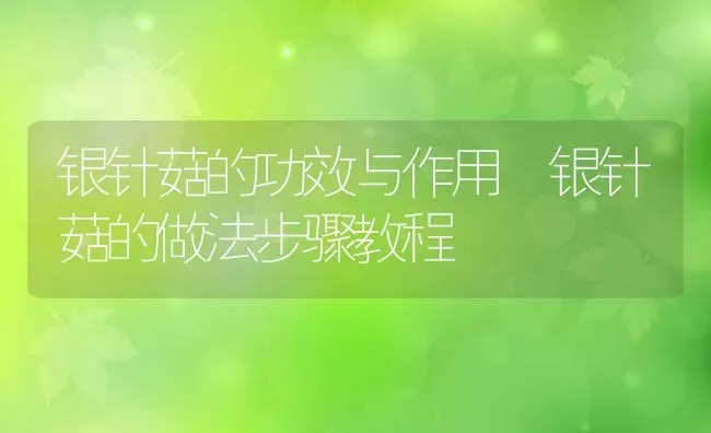 银针菇的功效与作用 银针菇的做法步骤教程 | 养殖资料投稿