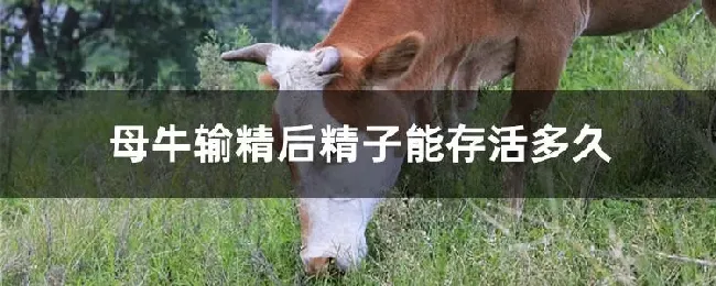 母牛输精后精子能存活多久