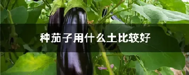 种茄子用什么土比较好