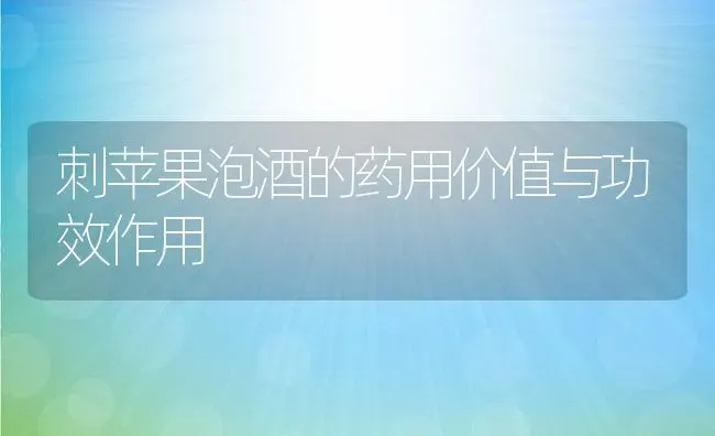 刺苹果泡酒的药用价值与功效作用 | 养殖资料投稿