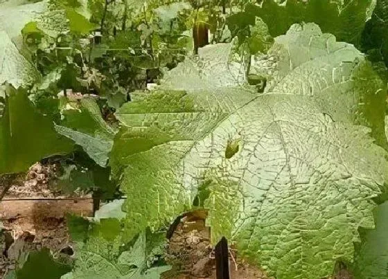 种植前景|阳光玫瑰亩产量一般多少斤 种植一亩成本及利润