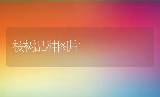 桉树品种图片 | 养殖资讯