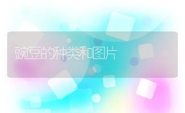 豌豆的种类和图片 | 养殖资料投稿