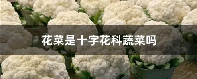 花菜是十字花科蔬菜吗