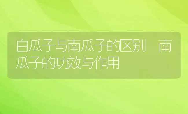 白瓜子与南瓜子的区别 南瓜子的功效与作用 | 养殖资料投稿