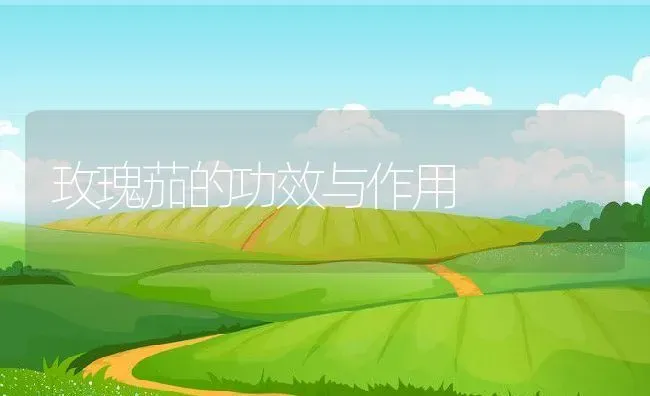 玫瑰茄的功效与作用 | 养殖资料投稿